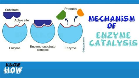 Mechanism Of Enzyme Catalysis Youtube