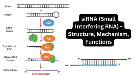 Sirna Small Interfering Rna Structure Mechanism Functions