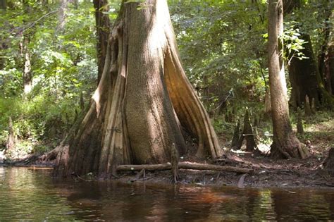 Congaree National Park in Hopkins, South Carolina - Kid-friendly Attractions | Trekaroo