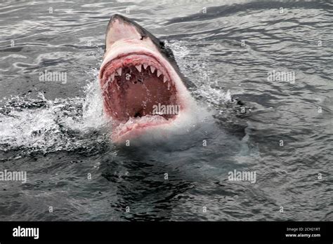 attack great white shark Stock Photo - Alamy