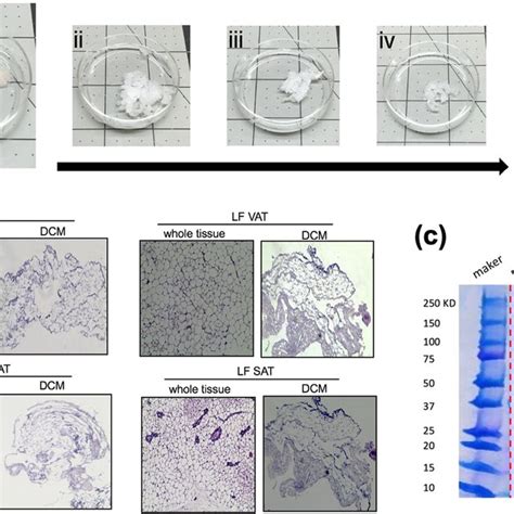 Characterization Of Decellularized Matrix Dcm A Optimized