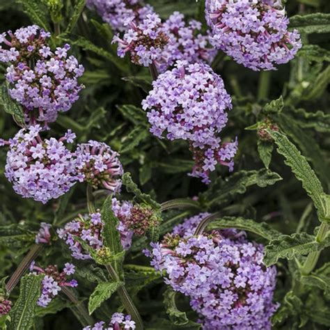 Chuxay Garden Semillas De Verbena Bonariensis Morada Verbena Alta