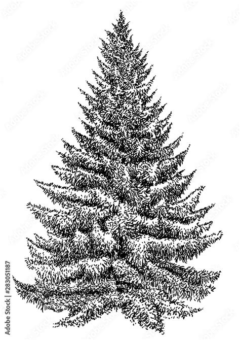 Spruce pine tree illustration, drawing, engraving, ink, line art, vector Stock Vector | Adobe Stock