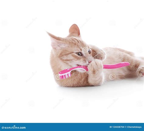 Adorable Cat with Toothbrush Stock Photo - Image of bristle, everyday: 124438704