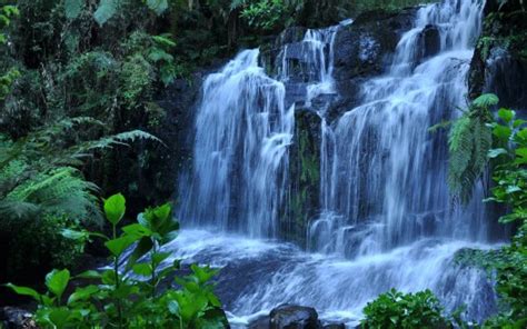 Waterfalls From Rock Between Green Trees Plants Bushes Hd Nature Wallpapers Hd Wallpapers Id