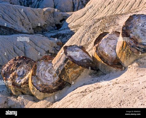 Versteinerter wald Fotos und Bildmaterial in hoher Auflösung Alamy