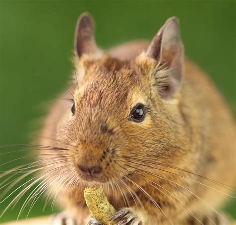 Film experts explain what made Will Hay a comedic genius 4