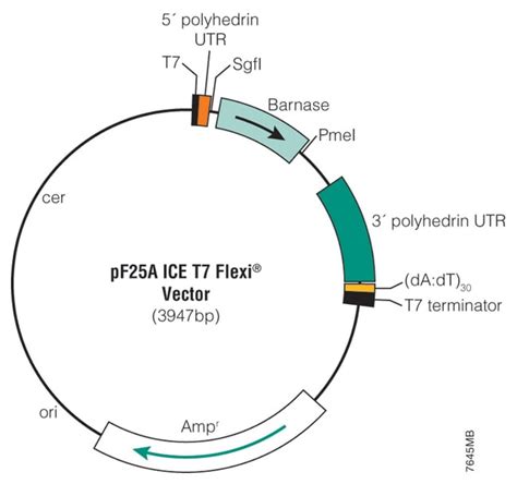 Promega TNT™ T7 Insect Cell Extract Protein Expression System Companion ...