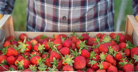 Comment faire pousser des fraises en pot Nous expliquons étape par