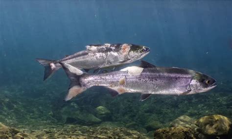 Salmon Nearly Boiled Alive In Pacific Northwest Heatwave Captured On Video