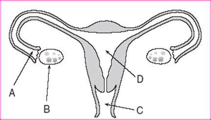 AP Lab Reproductive System Flashcards Quizlet