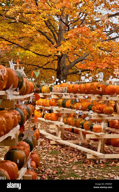 Pumpkin festival, Keene, Cheshire County, New Hampshire, USA Stock ...