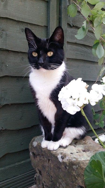 Cat Facts Fun Trivia About Tuxedo Cats With Tuxie Tude Cattime