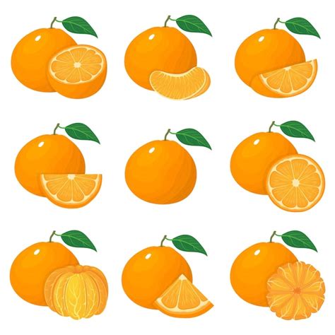 Premium Vector Set Of Fresh Whole Half Cut Slice Tangerine Or