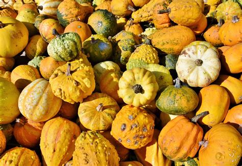 Pumpkin Fruit Fall Giant - Free photo on Pixabay - Pixabay