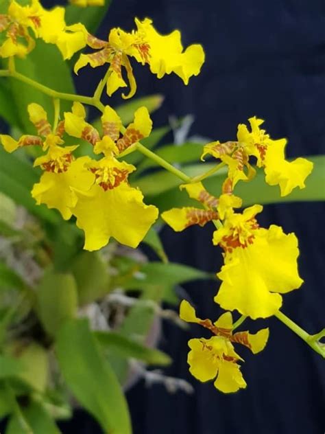 Oncidium2025 Tudo Sobre a Orquídea Chuva de Ouro