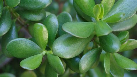 Planta Jade Dicas De Cultivo E Curiosidades Verde Na Web