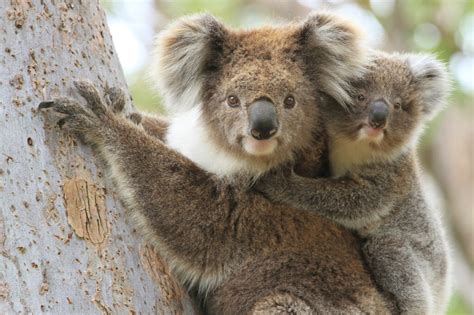 El Koala Un Maestro De La Adaptación Al Entorno Mis Animales