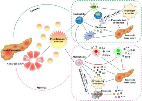 The Role Of Pancreatic Infiltrating Innate Immune Cells In Acute