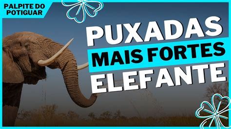 A Puxada Do Elefante No Jogo Do Bicho