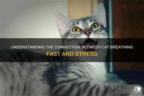 Understanding The Connection Between Cat Breathing Fast And Stress ...