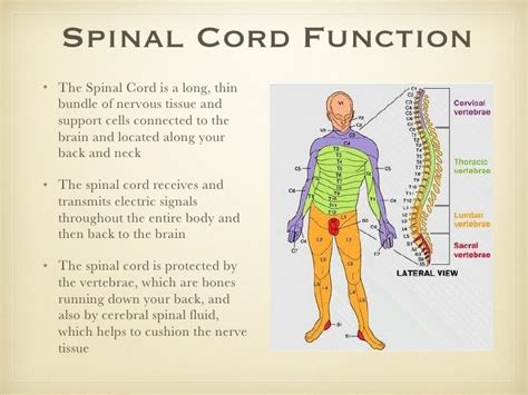 Functions Of The Spinal Cord