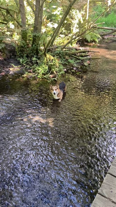 On Twitter Corgi Amphibian Took A Trip To Our Old