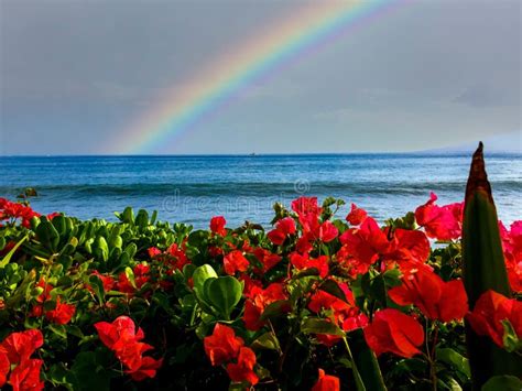 Rainbow Tropical Beach Maui Kaanapali Stock Photo Image Of Blue