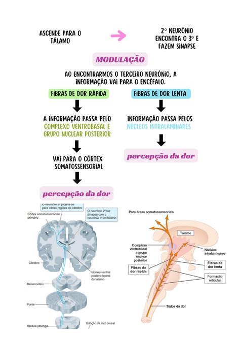 Vias Ascendentes Da Dor Braincp