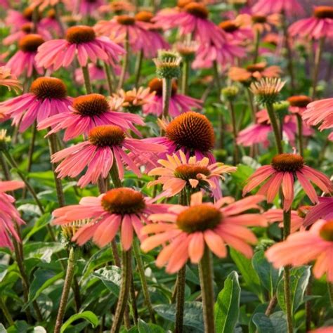 Купить саженцы эхинацеи с доставкой почтой по России и самовывозом