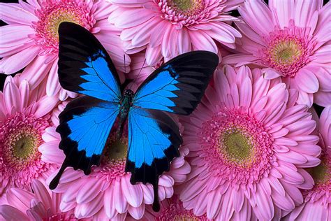 Dark Blue Butterfly Photograph by Garry Gay - Fine Art America