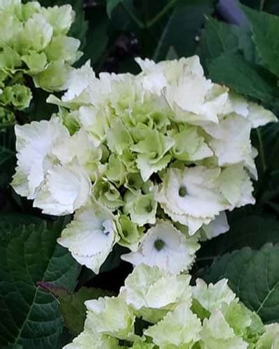 20 Dwarf Hydrangea Varieties For Small Spaces – World of Garden Plants