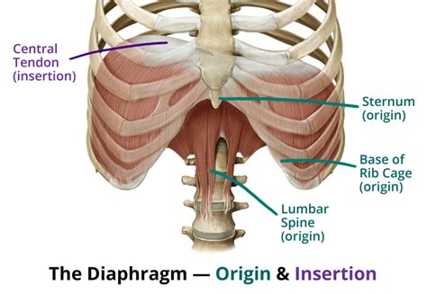 Diaphragm Origin Insertion Definition Fitness