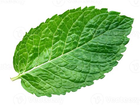 Green Mint Leaf Illustration With Striped Background 47524306 Png