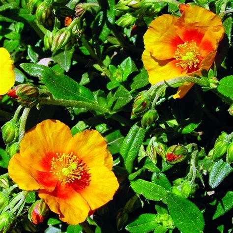 Ben Nevis Rock Rose Helianthemum High Country Gardens