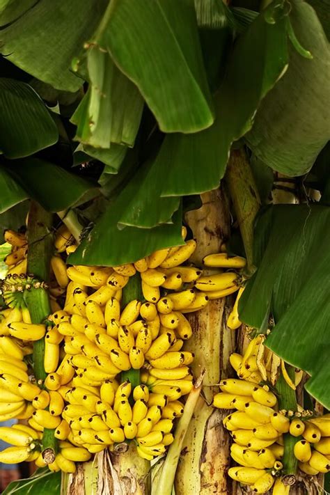 Is A Banana Plant Toxic To Cats At Richard Davis Blog