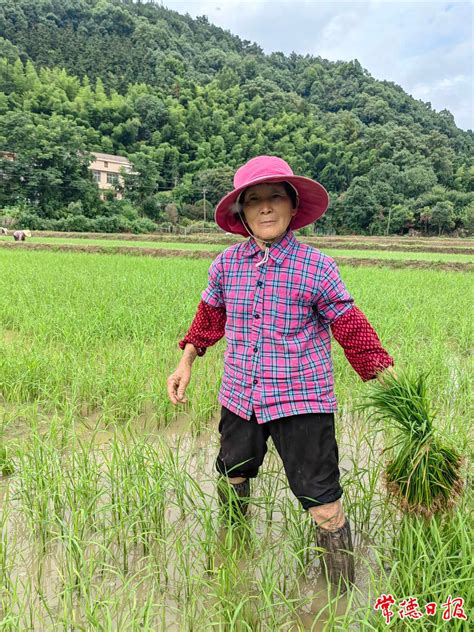 津市市药山村插秧比赛助力乡村振兴