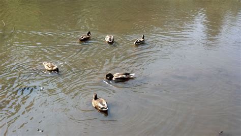 Boat Lake Ducks | Central park, The good place, Lake