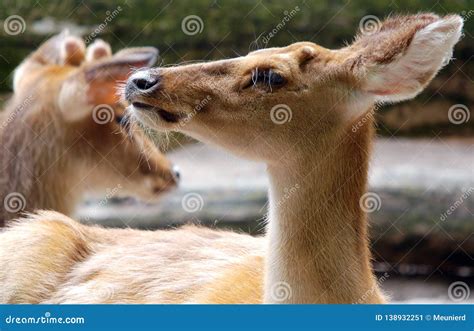 Eld S Deer Panolia Eldii Stock Image Image Of Hind