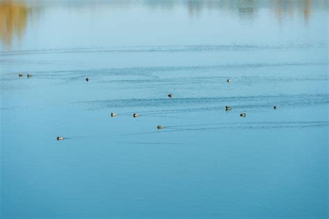 Una Gran Bandada De Patos Nada Serenamente En La Superficie Espejada