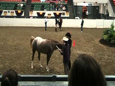 Hannah And Sweet Penny Lane In The H Fitting And Showmanship Class At