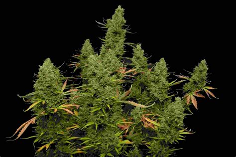 How Much Can Autoflowers Yield Msnl Seeds