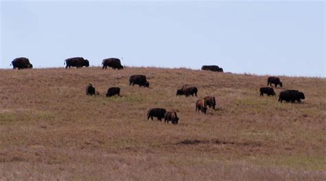 Maxwell Wildlife Refuge - Kansas