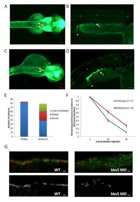 Characterisation Of Pronephros Structure And Function In Bbs