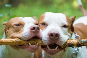 Pit Bull Bite Force: What is the Bite Force of a Pitbull Terrier? - Terrier Owner