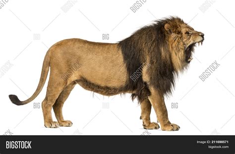 Side View Lion Roaring Image And Photo Free Trial Bigstock