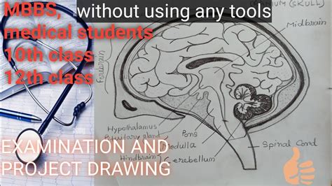 How To Draw A Human Brain Step By Step For Examswithout Using Tools