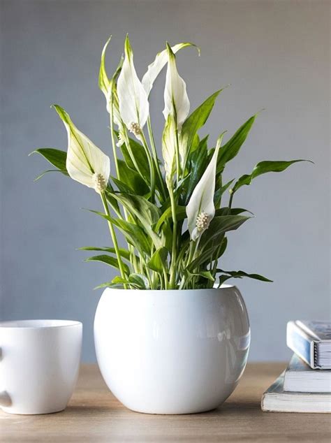 34 Stunning Peace Lily Varieties | Types of Spathiphyllum • India Gardening