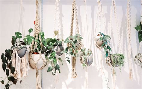 35 Best Low Light Indoor Hanging Plants (+ Holders) for Your Apartment ...