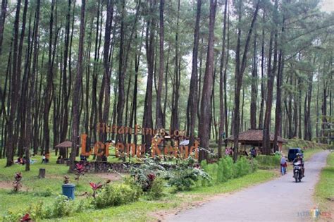 Hutan Pinus Loji Destinasi Piknik Asyik Di Lereng Kelud Blitar Jatim